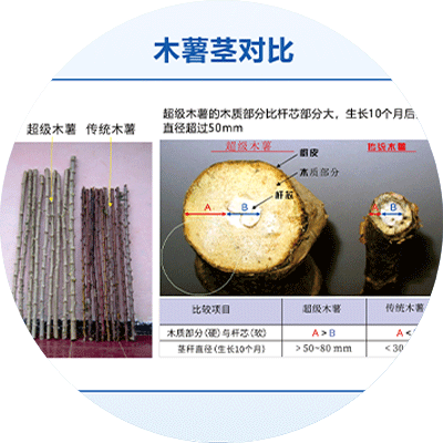 超級(jí)木薯