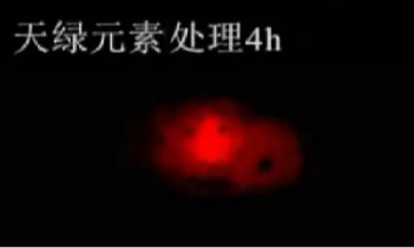 斑馬魚實驗天綠元素處理-4h.png